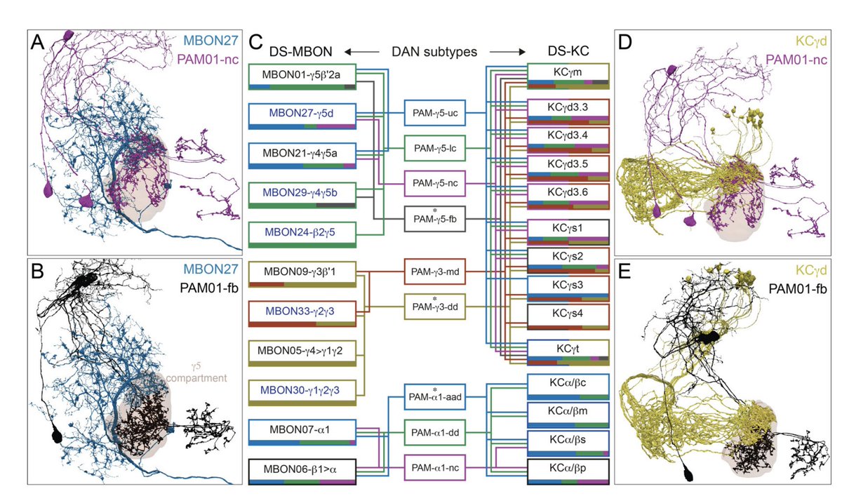 Highlight #2: The connectome data reveal unexpected subcompartmental organization of DAN axon targets. Different DAN subtypes exhibit preferences for different KC subtypes, potentially enabling (for example) modality-specific dopaminergic learning signals. (9/22)