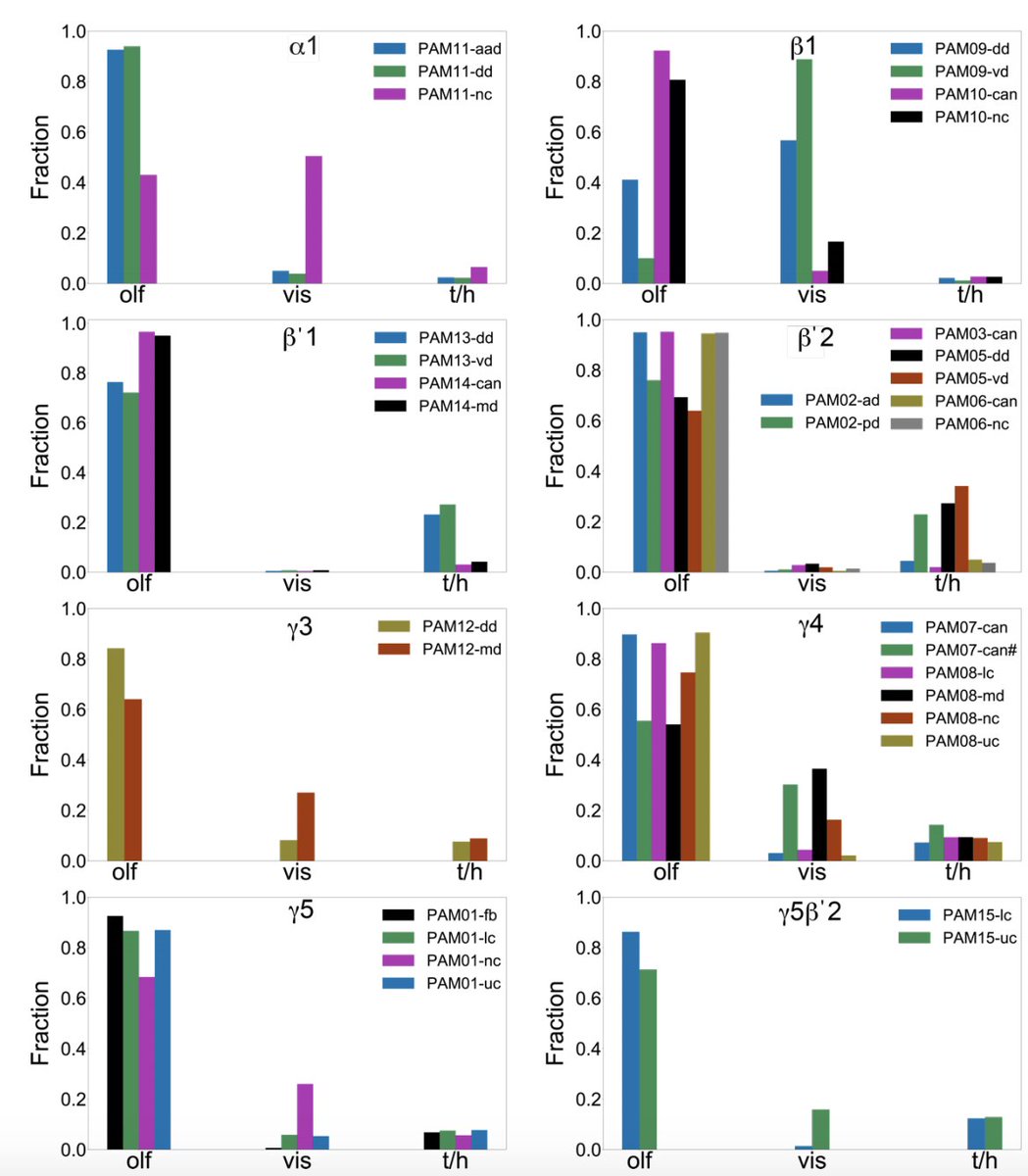 Highlight #2: The connectome data reveal unexpected subcompartmental organization of DAN axon targets. Different DAN subtypes exhibit preferences for different KC subtypes, potentially enabling (for example) modality-specific dopaminergic learning signals. (9/22)
