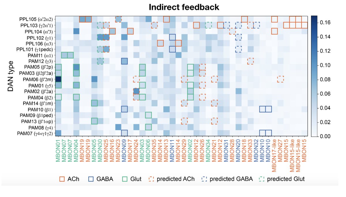 Highlight #4: DANs receive extensive modulation from MBONs, both direct and multisynaptic, within and across compartments. Broadly, this suggests a “critic” role for MBONs in contributing to learning signals, beyond their classical “actor” role in driving behaviors. (14/22)