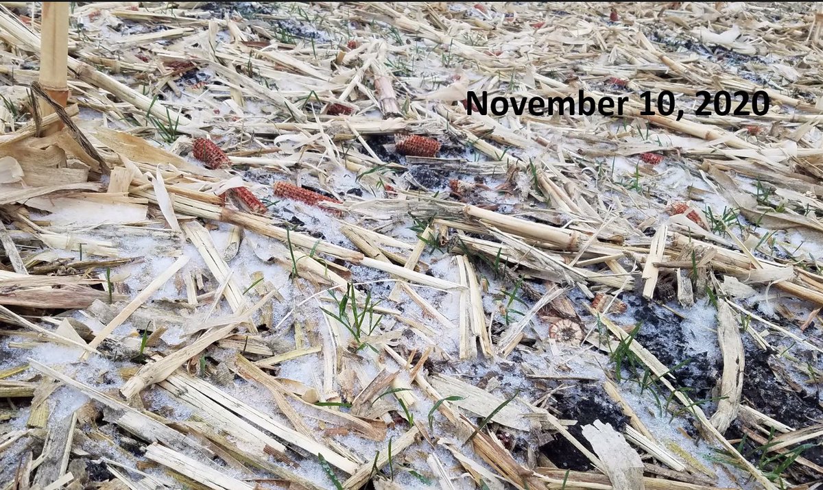 MnSoil's tweet image. You don&apos;t always get a lot of fall growth... but snow provided some moisture for this fall&apos;s cover
@kruser1980 #SMS2020