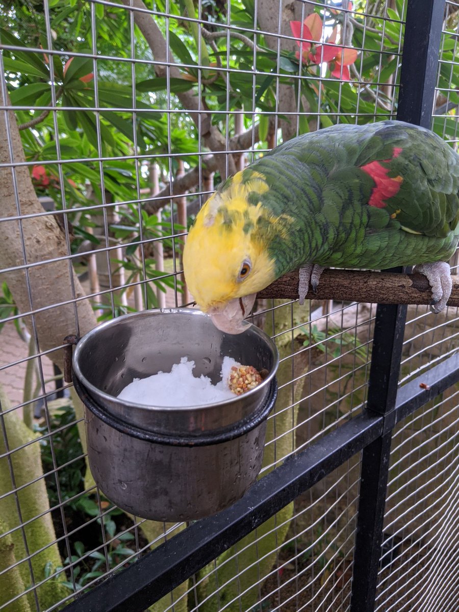 myriadgardens's tweet photo. Our precious Muffin gives a claws down on snow as a treat! Not her thang.
.
.
.
#botanicalgardens #parot #bird #crystalbridge #myriadgardens #oklahomacity #okc #parotsofinstagram #birdsofinstagram #oklahoma https://t.co/UKWbfVvCrD
