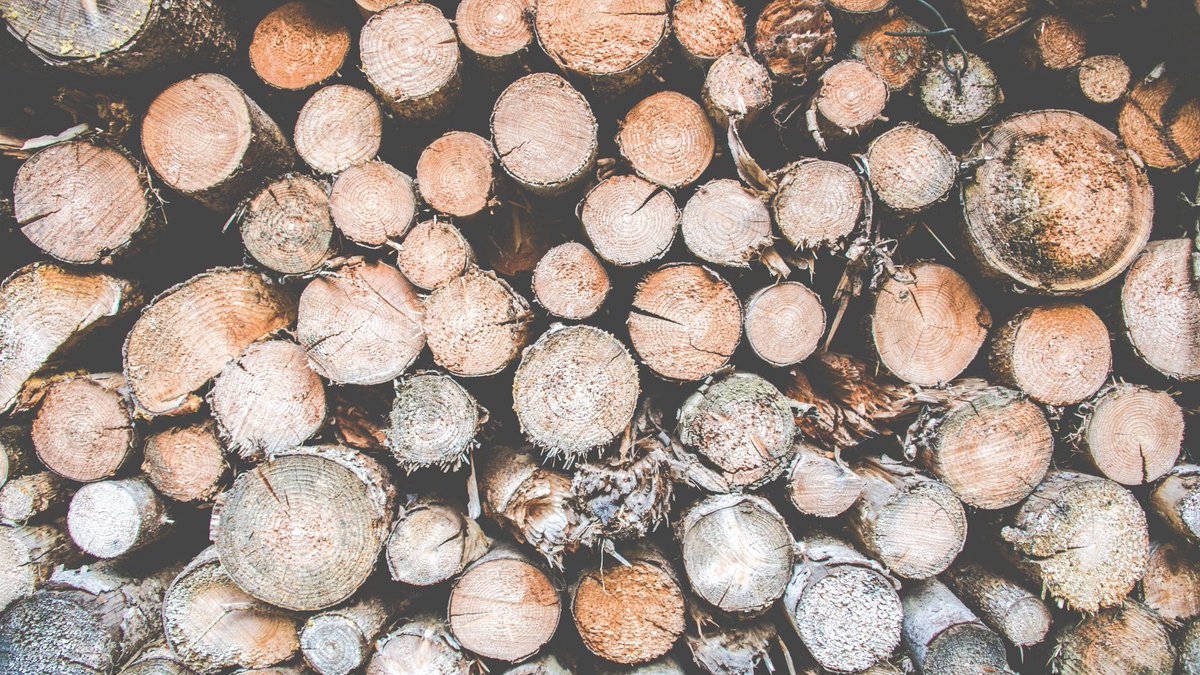 Did you know we process around 6,000 tonnes of timber every year?

That’s the same weight as about 32 blue whales 🐋🤯