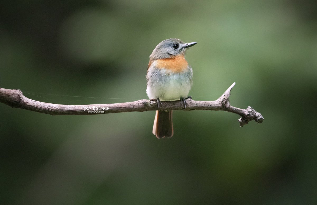 pankajsinghPHO's tweet photo. For the theme #LovelyLadies at #IndiAves, here is a beautiful White bellied Blue-Flycatcher.
#wbbfc #wildearth #birds #BBBCWILDLIFEPOTD @dhamejap @BBCEarth @WildlifeMag @NatureIn_Focus @Avibase @nature_macro @MacroHour @Animals1st @Animal_Watch @AnimalPlanet @passionpassport https://t.co/WkDc0fhxCd