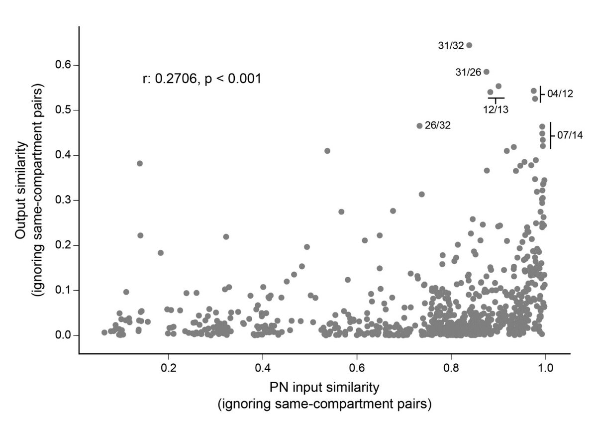Highlight #6: The outputs from MBONs are heterogeneous but reveal some organizational principles. MBONs with overlapping sources of sensory inputs tend to have (but don't always) have more convergent outputs, suggesting parallel sensory->behavior processing pathways. (19/22)
