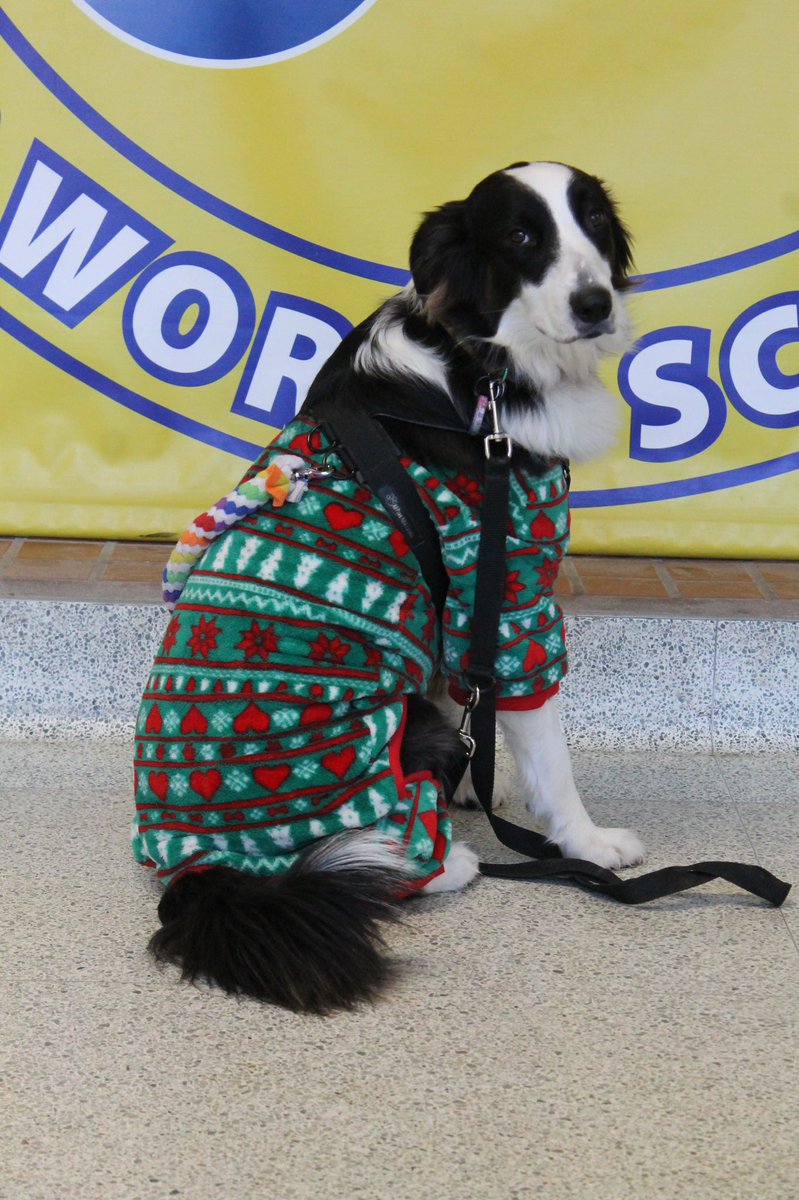 KCVISAC's tweet image. Comfy day for staff, students and Phoebe, the dog!