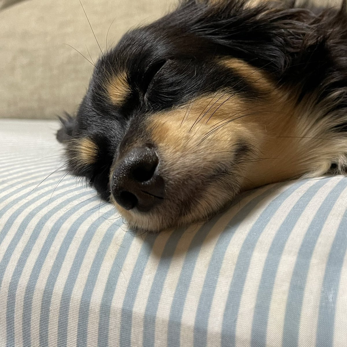 煮玉子 のtwitter検索結果 Yahoo リアルタイム検索