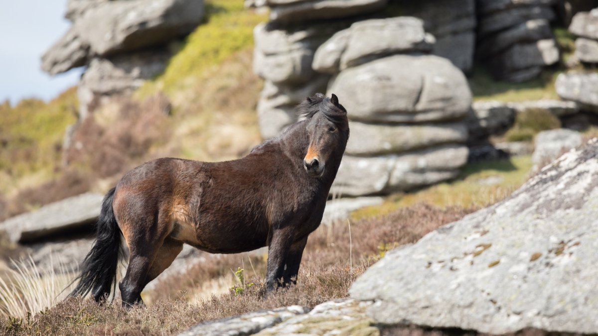 AthwennaIrons's tweet photo. Charity's new-look website set to strengthen connection between the public and #Dartmoor #ponies: https://t.co/4kYc0KBlDk @dartmoorponyht @LooseyLocket @VisitDartmoor #GoNative #Devon #dartmoorpony #nativebreeds #rarebreeds #environment #conservation #nature #wildlife https://t.co/tybEfP2szh