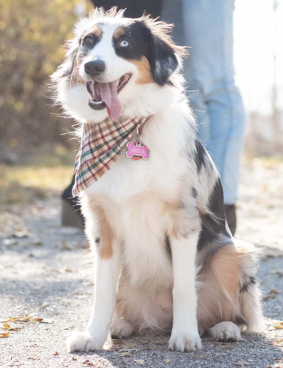 CeliaAnna33's tweet photo. @aussiesdointhgs This is our sweet girl Bella!! She’ll be one in January and the best thing to happen to us in this crazy year ❤️❤️ https://t.co/vRGBvSoYOq