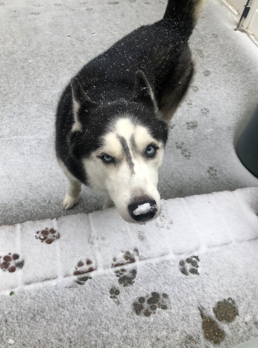 sbunewsdesk's tweet image. One of our &quot;News&quot; hounds is loving the snow! Also, that was a pun. #punwars #weatheredition