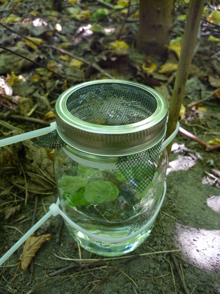 PhD project on effects of forest diversity on aquatic-terrestrial linkages and processes co-supervised by me <a href="/RHULBioSci/">RHUL Biology</a> and Dr Pavel Kratina @QMUL_SBSC is available either within <a href="/London_NERC_DTP/">The London NERC DTP</a> or for self-funded students
findaphd.com/phds/project/e…