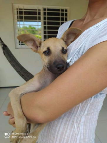 MtyFollow's tweet photo. Una mujer pasa junto a un pesebre y nota un perrito friolento que duerme en su interior esto en #Brasil, lo adoptan https://t.co/2ehfIvk6re