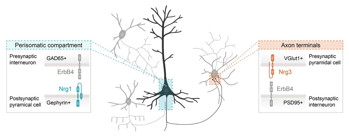 With striking selectivity, the role of molecules in building different synaptic connections can be specified by their subcellular distribution in cortical neurons. Research on the key function of Nrg/ErbB4 signalling in cortical connectivity continues to surprise us. (8/9)