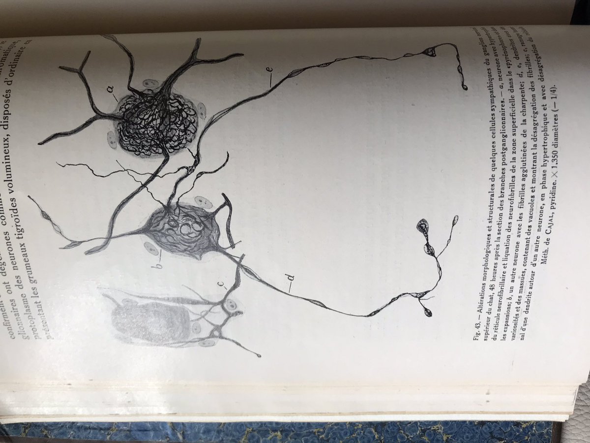 FdeCastroS's tweet photo. Hoy, #LauraDíazMoreno ha presentado nuestro primer trabajo de colaboración desde el @InstitutoCajal @csic @SENC_ @FENSorg en #JIAS2020: queremos estudiar cómo #Cajal y la #EscuelaNeurológicaEspañola hacían sus magníficos dibujos, de la preparación histológica al paper publicado: https://t.co/SEpors7npe