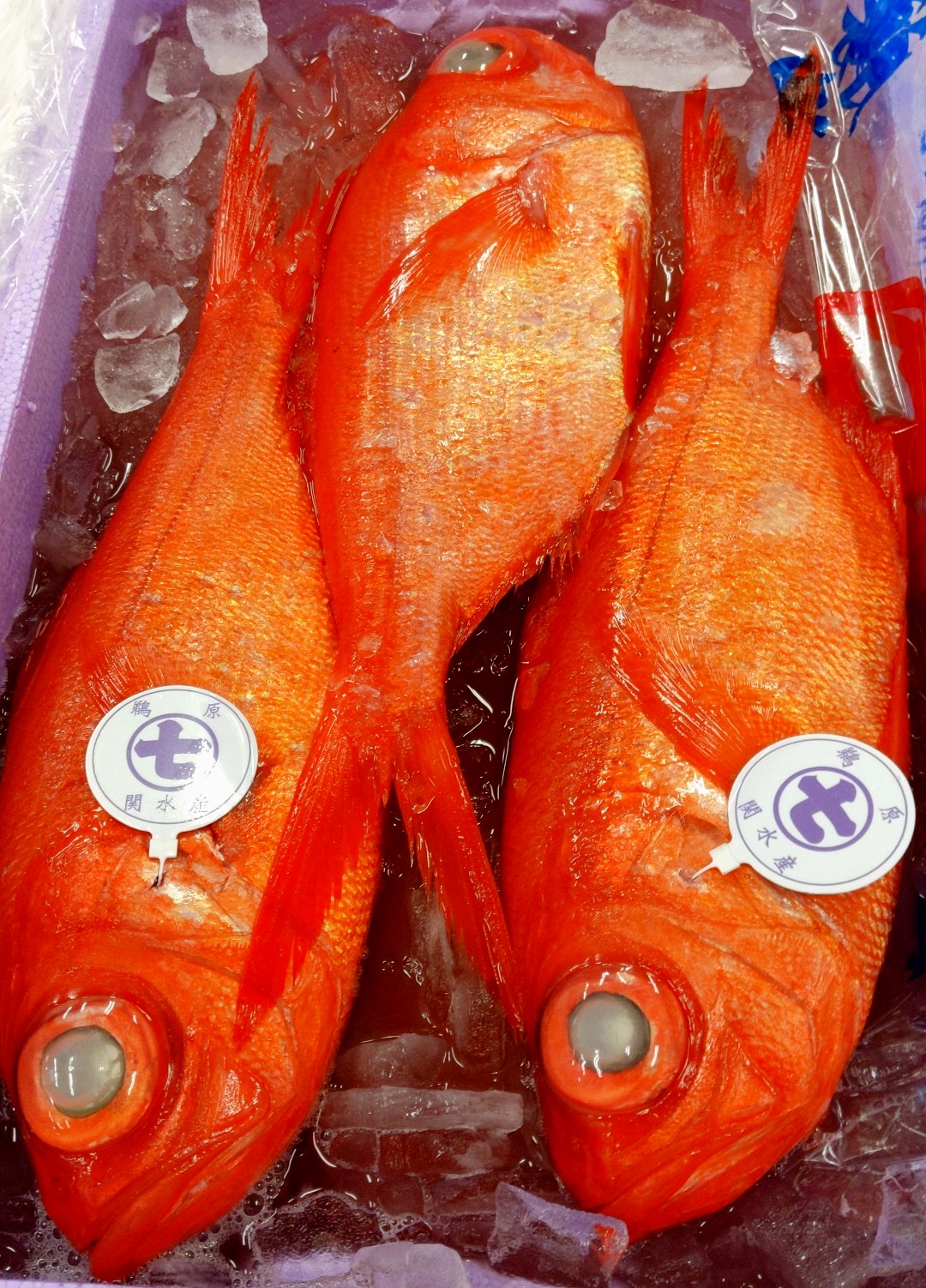 釣り金目鯛 Twitter Search Twitter