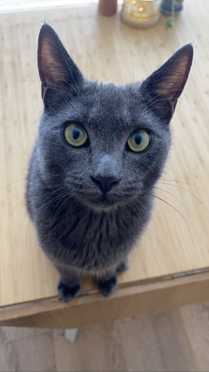 contrastsec's tweet photo. “What do you mean #AppSec isn’t at the top of your priority list?!” #BigAl #PetsofContrast https://t.co/ke3yGynXaP
