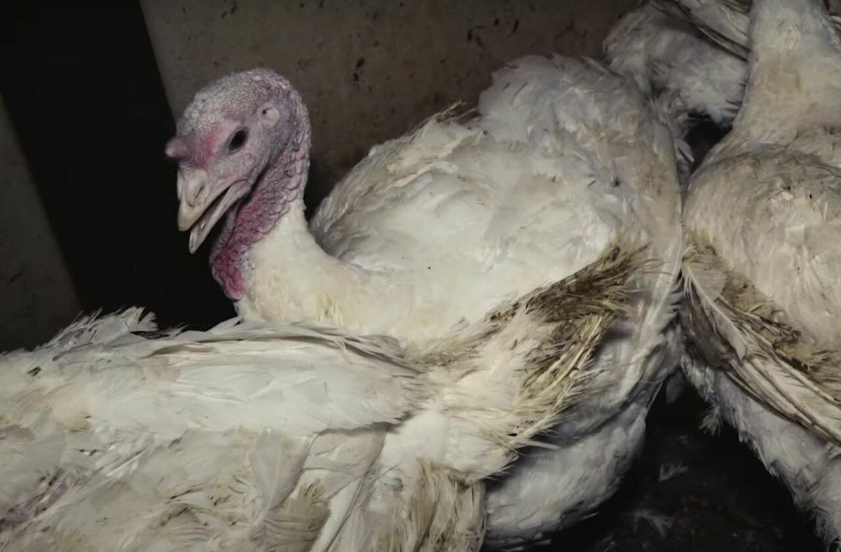 le_Parisien's tweet photo. Une nouvelle vidéo choc de L214, l’abattoir de dindes d’ores et déjà menacé de suspension
👉 https://t.co/MvC3HXhzl8 https://t.co/pIOlFZqoAM