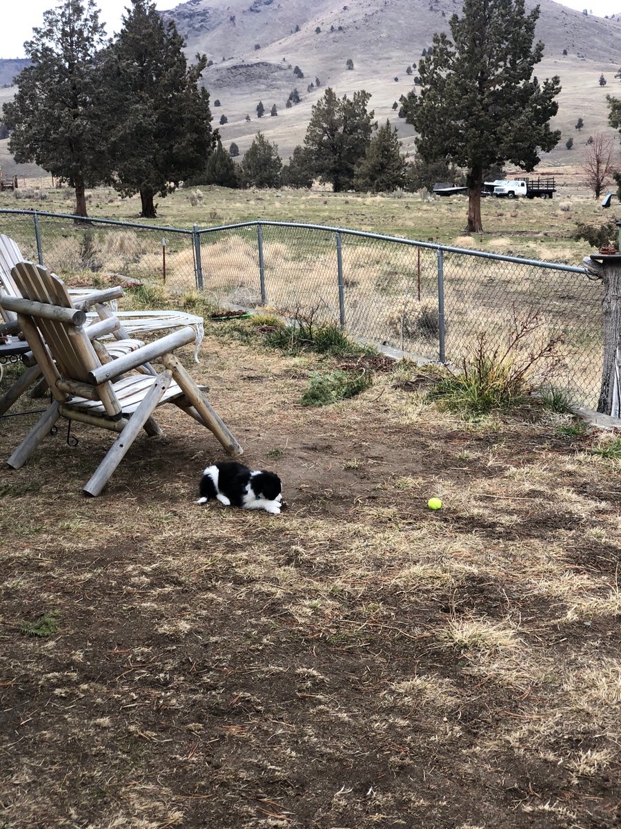 Sage a Day! Day 8: Sage v. Lawn chair (and bonus tiny tennis ball)