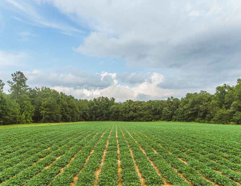 5. Land in the cityThis might be the BIGGEST one on the thread. Wanna be like NCCU and NCAT so bad? Invest in the land around the city like them. Build up apartment buildings for students in the city since most don't rent to students anyway. An E-Z flip for profit too.