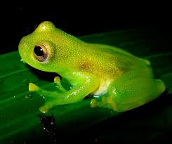 FrogsDaily3's tweet photo. Frog 84 :) https://t.co/i0RyJsejRz