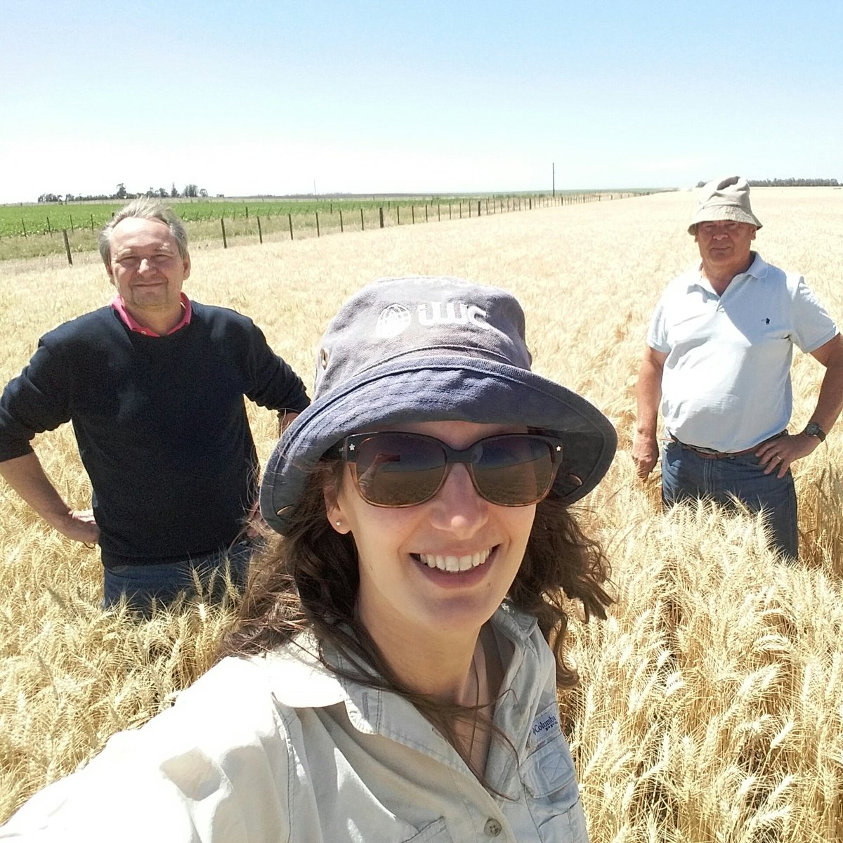 dianamartino_'s tweet photo. Recorriendo lotes de multiplicación de semilla de #BuckColihue!!! Pese a la falta de agua perfila como uno de los destacados de la campaña!!! 💪💪💪 https://t.co/sBYv3gVp7K