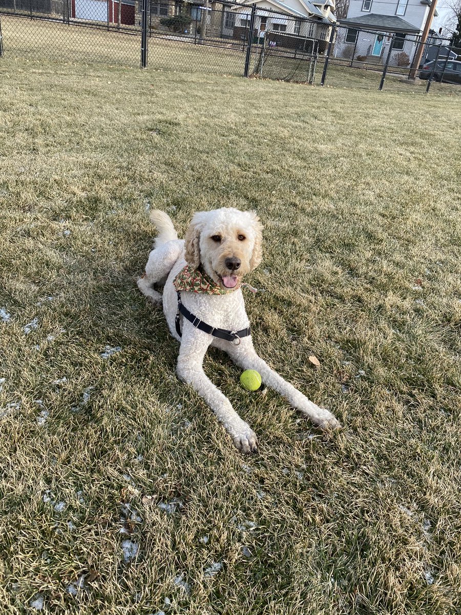 Wrigley is sad residency interviews are coming to an end because that means less play time at the park 😢