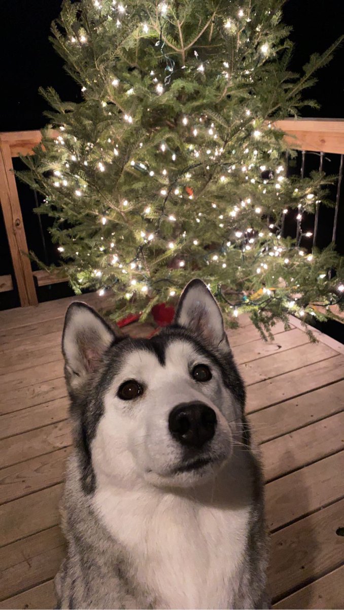 miaahindss's tweet photo. @budweiserusa @dog_rates #Pupweiser https://t.co/4vISsJVW80