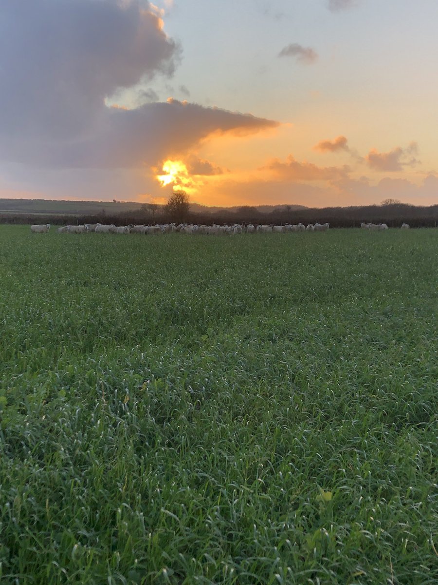 dudwell_tom's tweet photo. In lamb ewes are home on the #CoverCrops from ⁦@PMR_Ltd⁩ as 2020 draws to a close it’s nice to start thinking about next year. Wouldn’t be long till we’re planting ⁦@blasytir⁩ spuds here! ⁦@AHDB_Cereals⁩ ⁦@AHDB_Potatoes⁩ ⁦@NFUCymru⁩ #MonitorFarm https://t.co/TtWwFYJhVd
