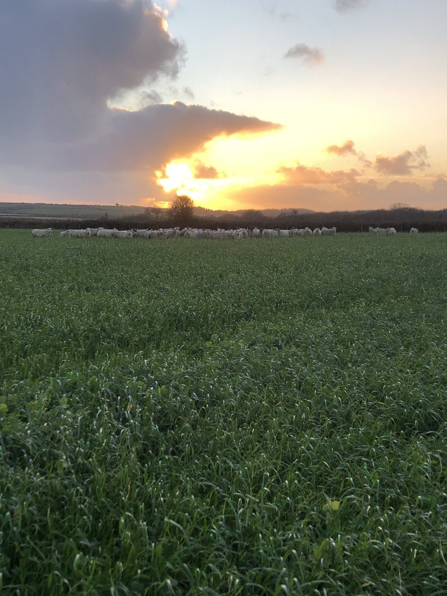 dudwell_tom's tweet photo. In lamb ewes are home on the #CoverCrops from ⁦@PMR_Ltd⁩ as 2020 draws to a close it’s nice to start thinking about next year. Wouldn’t be long till we’re planting ⁦@blasytir⁩ spuds here! ⁦@AHDB_Cereals⁩ ⁦@AHDB_Potatoes⁩ ⁦@NFUCymru⁩ #MonitorFarm https://t.co/TtWwFYJhVd