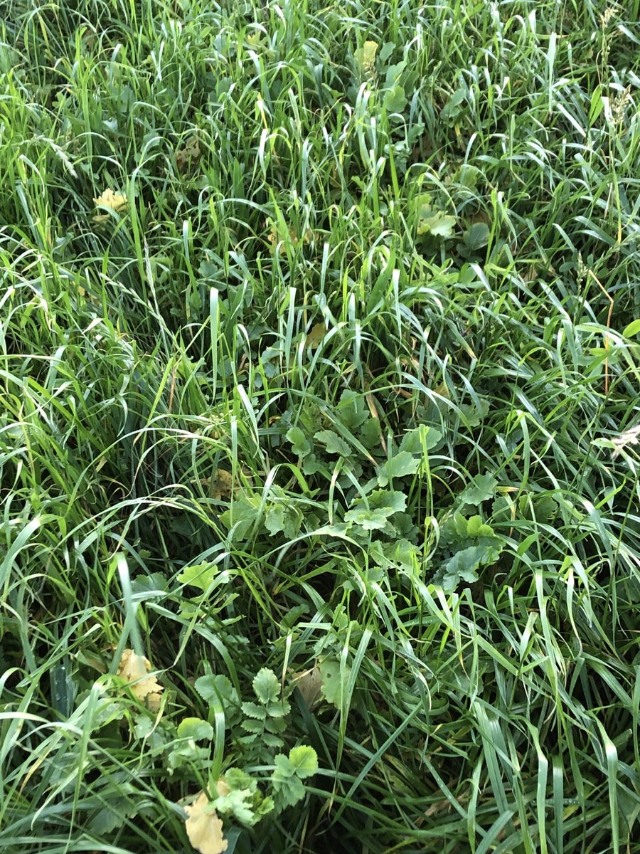 In lamb ewes are home on the #CoverCrops from ⁦<a href="/PMR_Ltd/">PMR Ltd</a>⁩ as 2020 draws to a close it’s nice to start thinking about next year. Wouldn’t be long till we’re planting ⁦<a href="/blasytir/">Blas y Tir</a>⁩ spuds here! ⁦<a href="/AHDB_Cereals/">AHDB Cereals</a>⁩ ⁦<a href="/AHDB_Potatoes/">AHDB Potatoes</a>⁩ ⁦<a href="/NFUCymru/">NFU Cymru 🚜</a>⁩ #MonitorFarm