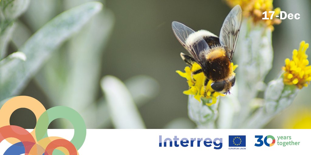 InteractEU's tweet photo. Day 17 #Interreg30 year #InterregAdvent calendar: Wild pollinators like bees and butterflies are an essential part of our eco-system, but they are under threat. Only action across borders can save them. That's what @InterregFWVL SAPOLL project does.
https://t.co/LjtQ4dzGRc https://t.co/Mecbc9iKSJ
