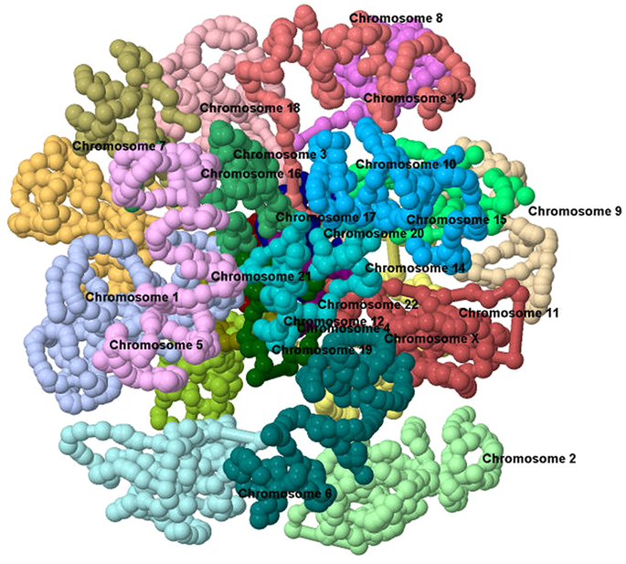 4. DNA (as a material, rather than as information storage) is crazy. You have a 3-meter-long strand packed inside the 0.01 mm - sized nuceleolus of each cell. Somehow it all has to get accessed, unzipped, transcribed, and repackaged all the time without ever getting tangled.