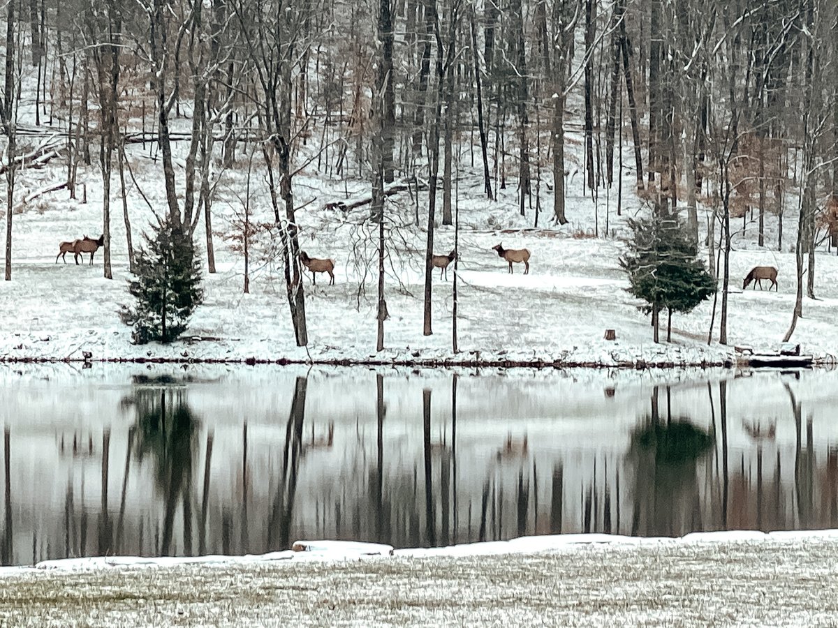 TonyStewart's tweet photo. First snow of the year. The elk are loving it! https://t.co/GI1S2CxzoE
