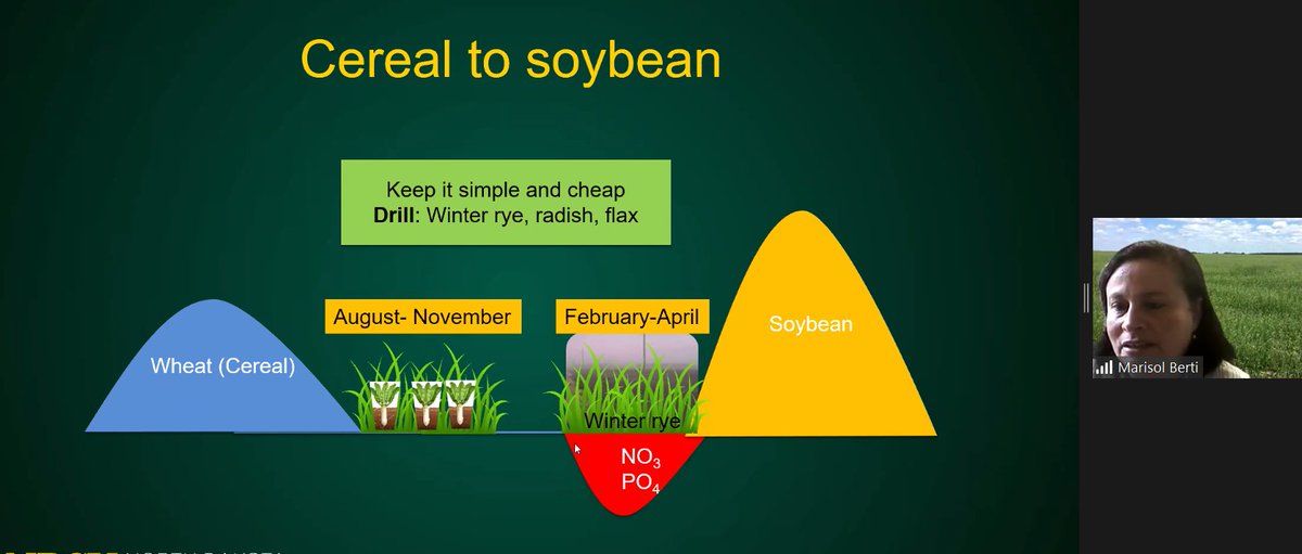 MnSoil's tweet image. Nice visual from @BertiMarisol showing how cover crops address a long empty window between wheat and the following crop. #SMS2020