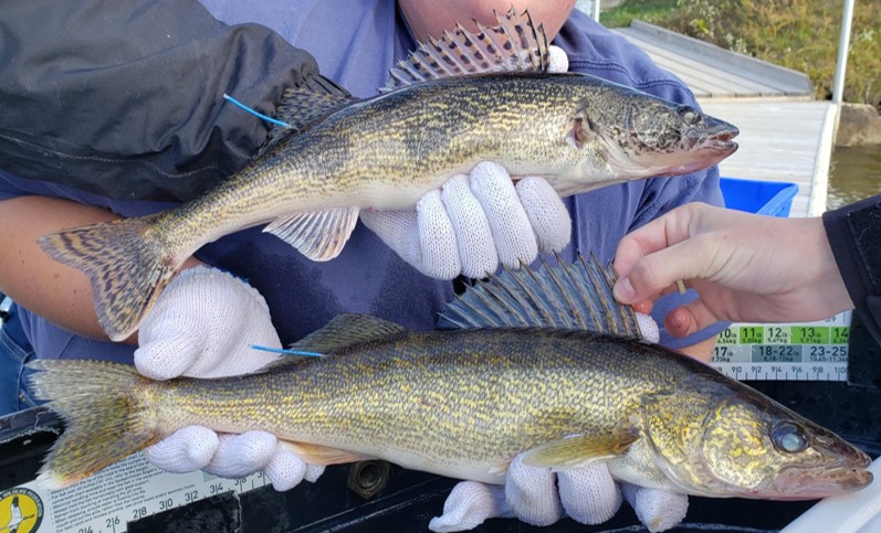 EvolAppJournal's tweet photo. SNPs effectively resolve walleye, sauger, and their hybrids. Reservoirs may facilitate spontaneous cross-species hybridization and introgression. https://t.co/tinCcBebqH by Graham et al @cgraham_13 @ChrisSomers9 #GBS #hybrids #fish @Popgen_Papers #introgression https://t.co/X4wHcrybj9