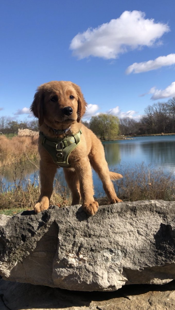 that1guyPatrick's tweet photo. @budweiserusa @dog_rates This is Walter.....my other best BUD. https://t.co/zgSjjKYgfT