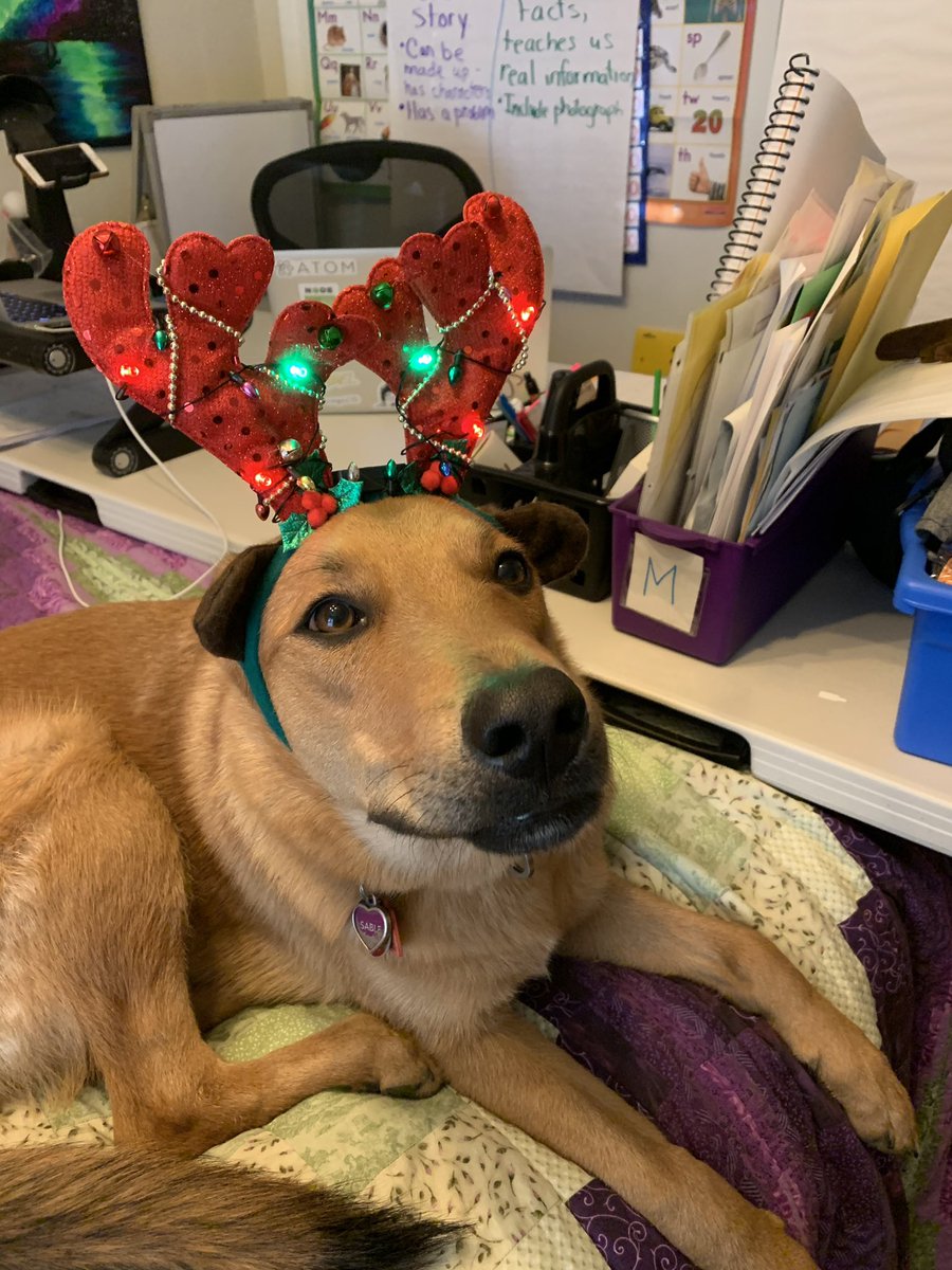 MEPearsonEleme1's tweet photo. Ohhhh NO a reindeer escaped from the North Pole and has made it to MEP!!!!! #Newclasspet #dogsoftwitter #MEPistheplacetobe πΆ β€οΈ π π¦ βοΈ πΎ @jerfowler @kckschools https://t.co/YL7ZxxwpfB