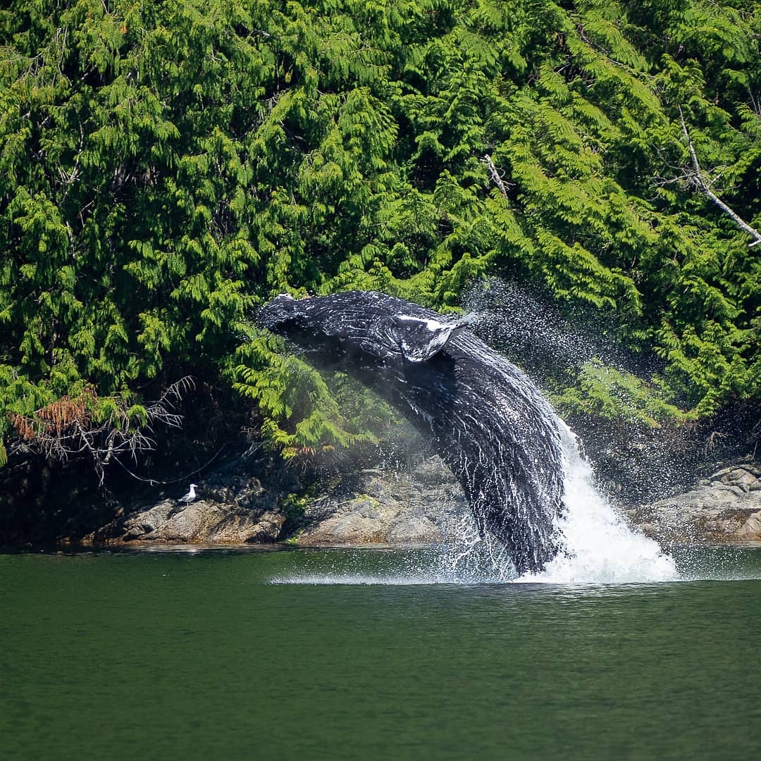 Mag7Lodges's tweet photo. It's hump day!

So, we're marking the day by featuring this amazing humpback whale seen on an expedition with @PYFCharters 

https://t.co/pncvsSwk21 https://t.co/ufvLY8x5bB