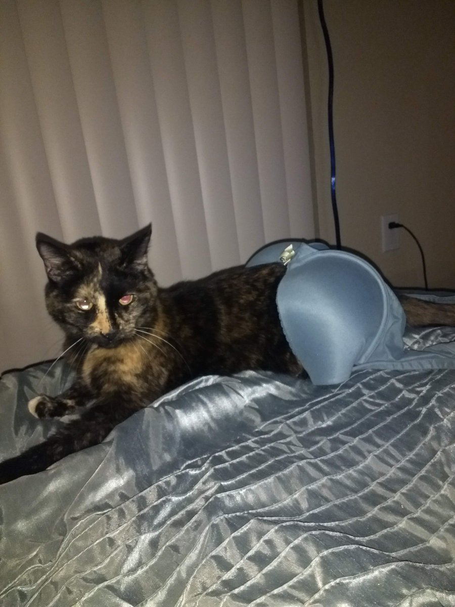 FreyaPuss's tweet photo. @tortie_the This is the look I gave momma when she thought she was being funny...😼 

What am I, a joke to you momma? 😸 https://t.co/3Cax78MISt