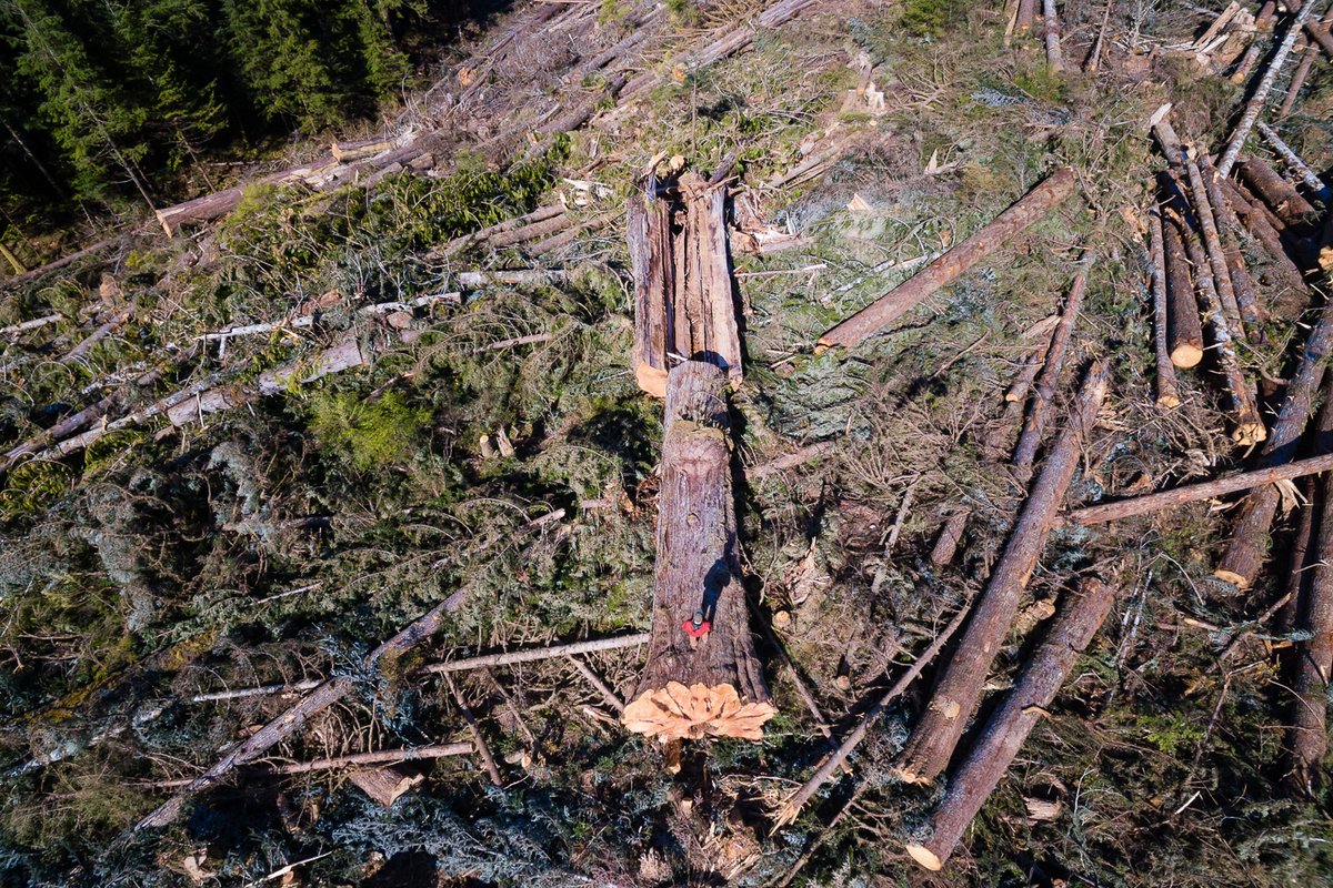 One of hundreds of ancient cedars clearcut in the #Caycuse Valley by Teal-Jones with approval from <a href="/jjhorgan/">John Horgan</a> &amp; the <a href="/bcndp/">BC NDP</a>. Government data shows that more than 97% of BC's big tree forests have now been logged. @KatrineConroy <a href="/nathancullen/">Nathan Cullen</a>. Save what's left! #saveoldrowth #bcpoli