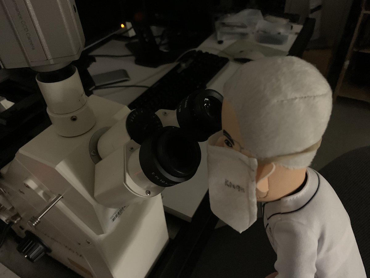 DrLcbl's tweet photo. In the #LCBLab Checking the PCLS for cilia. #followfauciforfun #labhumor  #uams #acri https://t.co/Ai8P1PbgL3