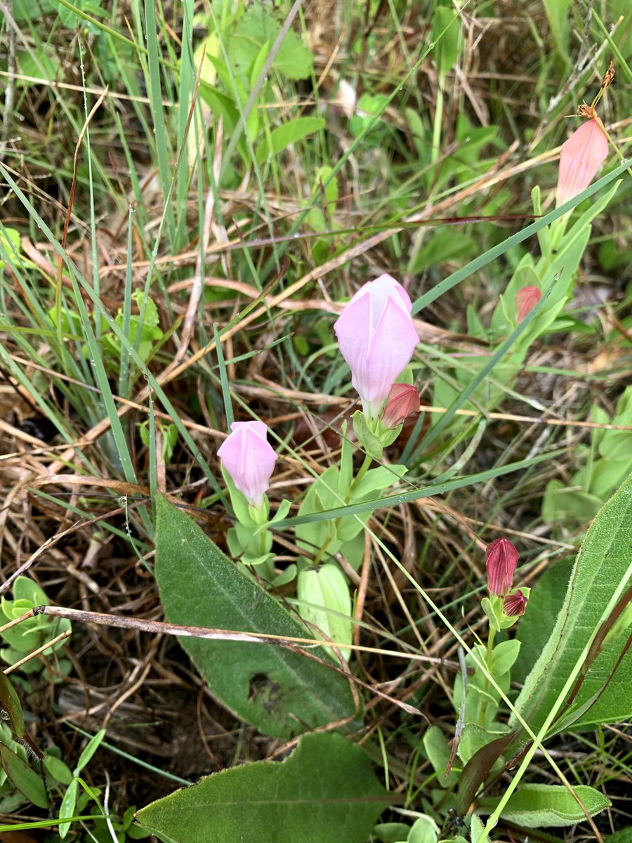 The ecosystem was first described by Georgia Botanist James Allison in 1992. Amy and I explored it this past spring, without even knowing about its significance. it was an amazing place. can't wait to go back.