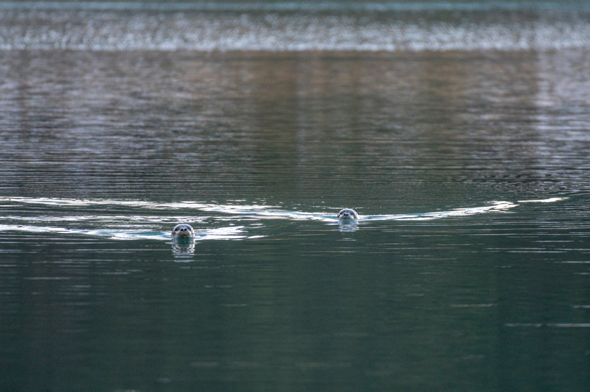 GlacierBayNPS's tweet photo. We're retiring #RangerStevesBirds for the winter, but never fear! During our winter months, let's look at Glacier Bay's #WinterResidents. Up first, the harbor seal!
These seals were pictured in our headquarters lagoon just yesterday. #WildlifeWednesday
NPS Photos/S. Tevebaugh https://t.co/KunswzmB9i