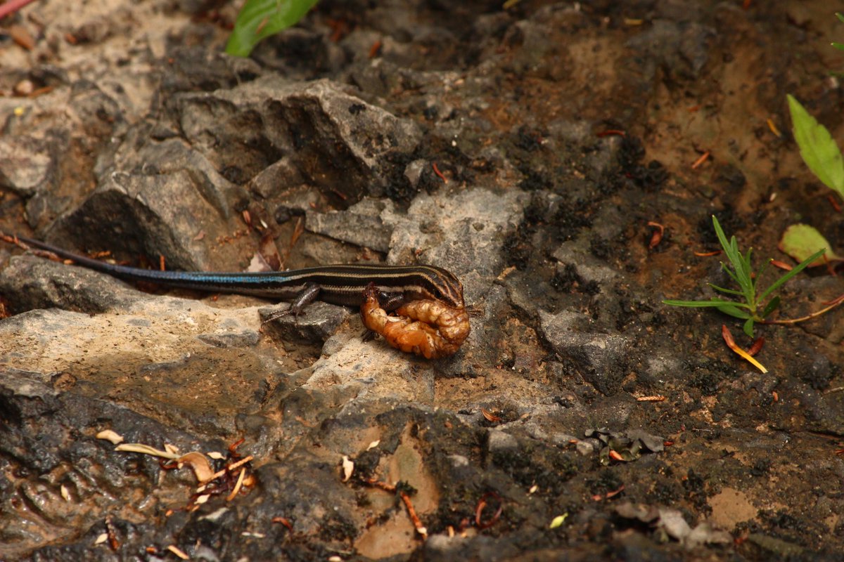 herps were sunning themselves all over the dolomite outcroppings, and we even saw a black racer slither past some of the pinkroot flowers, which were just about to bloom.