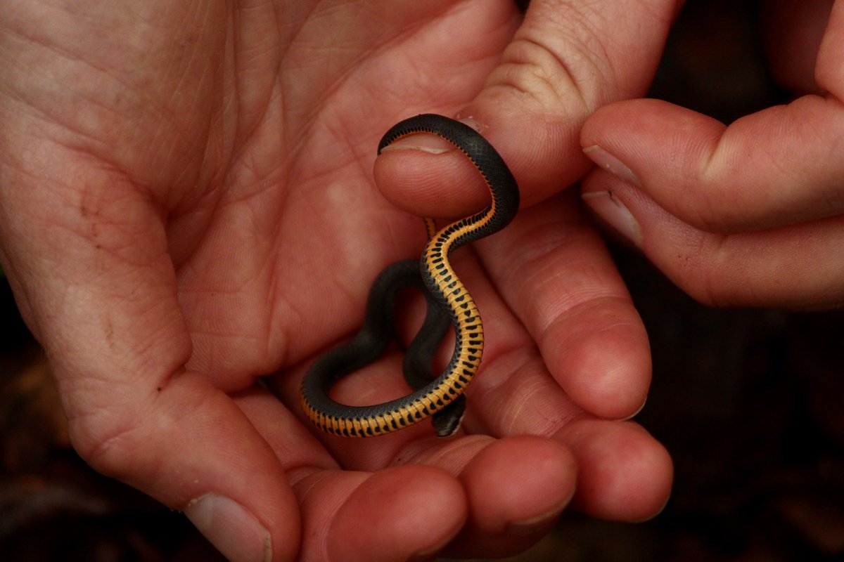 herps were sunning themselves all over the dolomite outcroppings, and we even saw a black racer slither past some of the pinkroot flowers, which were just about to bloom.