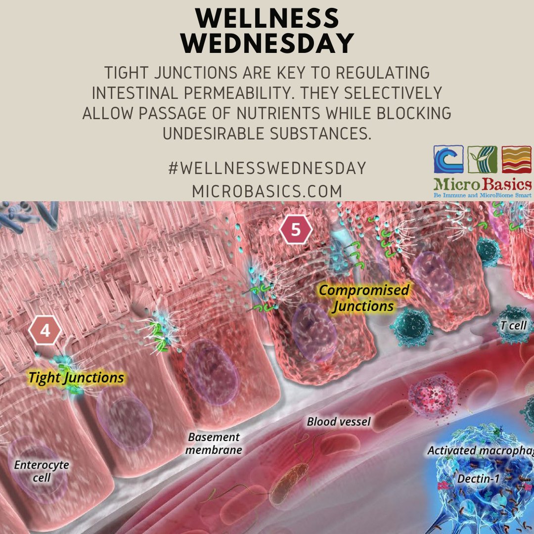 MicroBasics's tweet image. Wellness Wednesday: Tight Junctions

#WellnessWednesday #tightjunctions  #microbasics #immunity #microbiome #natural #solutions #feedgooddogood #guthealth #converge #dairy #beef #poultry #aquaculture #chickens #calves #sheep #goats #pigs #health #gobacktobasics #wellness
