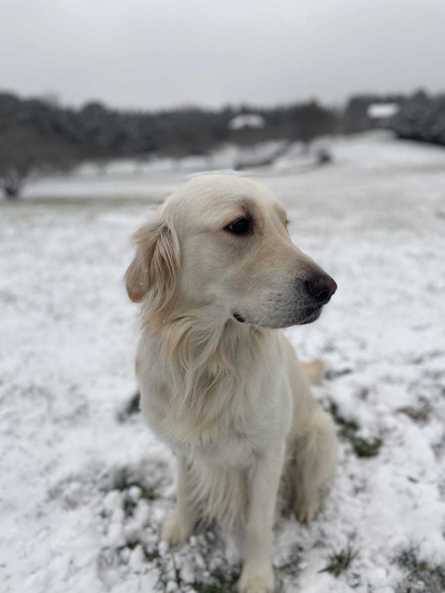 jessyouung's tweet photo. My English Golden Retriever Skylar is a snow lover! #SnowStorm2020 @LHSJournalism ❄️ https://t.co/iOxh6CJ0Zb