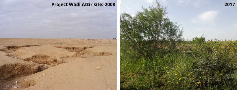 TheLabNY's tweet photo. Did you know that by applying eco-friendly restoration techniques, you can turn a barren desert landscape into a thriving oasis? This is The Sustainability Laboratory's #ecosystemrestoration initiative at Project Wadi Attir. Learn more ▶️ https://t.co/61lTgfwANp #sustainability https://t.co/9QKHGalNsg