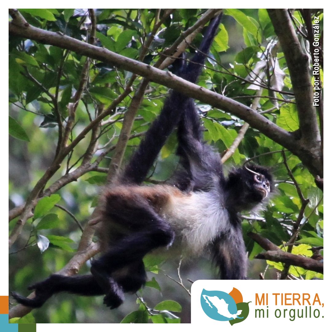 MiTierraOrgullo's tweet photo. Monos araña, saraguatos, tucanes, jaguares, nutrias: todas estas especies se encuentra en la exuberante selva de Chan Kin, en Ocosingo, Chiapas, un Área Natural Protegida llena de vida. #MiTierraMiOrgullo #YoteProtejo https://t.co/i2fkahKLzu