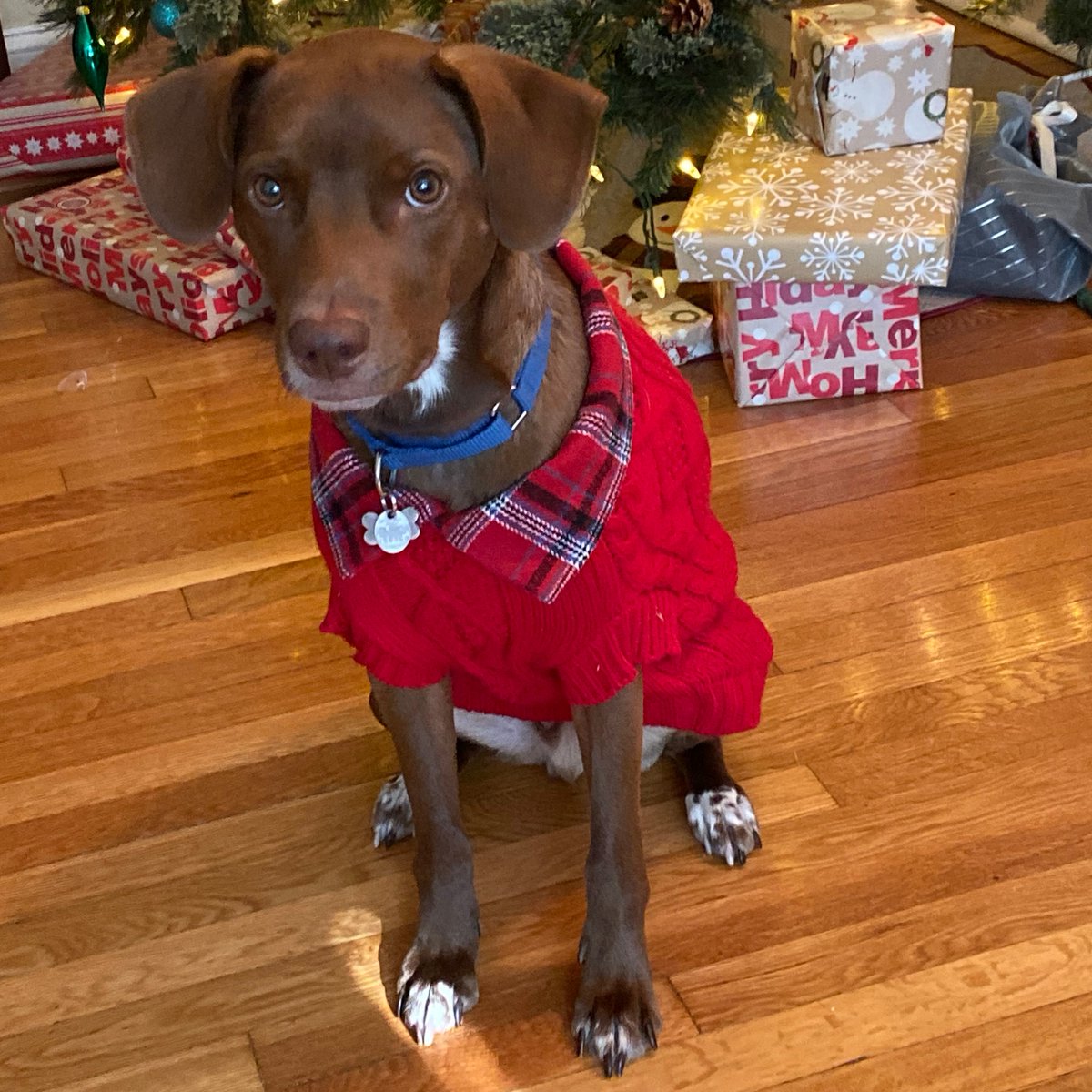 boodetch's tweet image. My dog, Bagel, dressed up for the #panerapepsisweepstakes. He went a little too casual on the bottom... @pepsi @panerabread #panerapeople