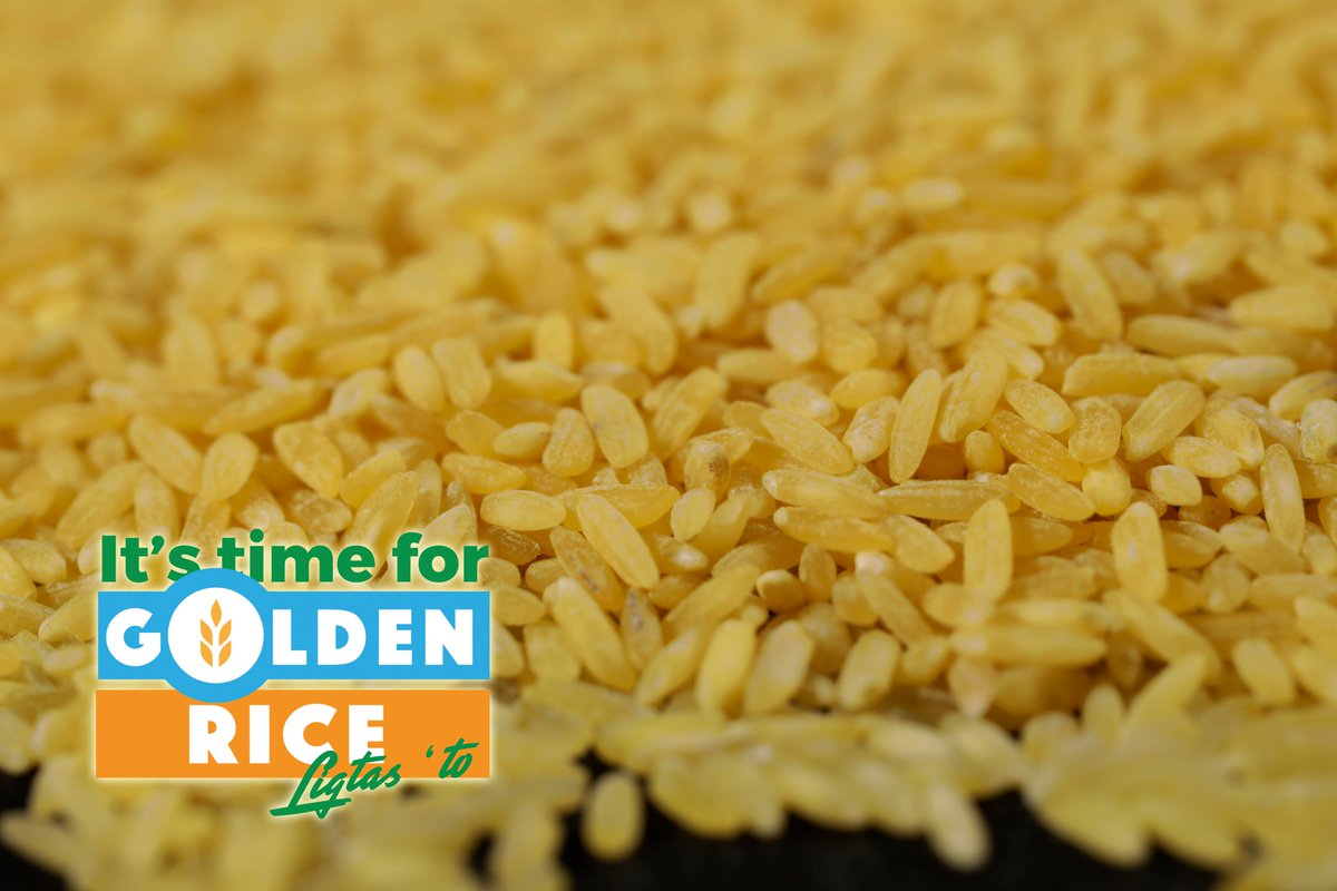 MalusogRice's tweet photo. Follow Golden Rice Ph on Facebook for updates🌾
https://t.co/8l5mQXawtx
Let your support for the approval of Golden Rice be heard! Send an email to: bpibiotechsecretariat@gmail.com
#ItsTimeForGoldenRice #GoldenRicePH #GoldenRiceAprub @ChrisClaytonDTN https://t.co/JBKUWYhBmq